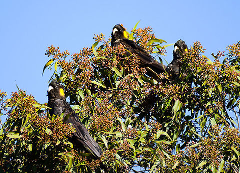 Cockathree Part of a group of twenty or more that came to rest at the end of our street Australia,Fall,Geotagged,Yellow-tailed black cockatoo,Zanda funerea