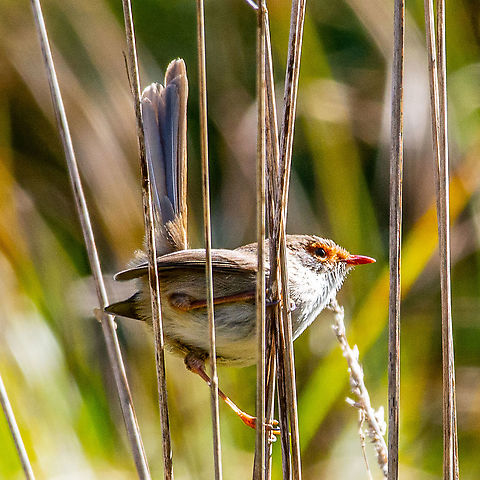Superb Fairy Wren - Female  Australia,Fall,Geotagged,Malurus cyaneus,Superb Fairywren
