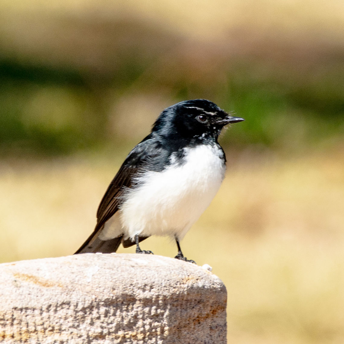 Willie Wagtail - Rhipidura leucophrys  Australia,Fall,Geotagged,Rhipidura leucophrys,Willie Wagtail