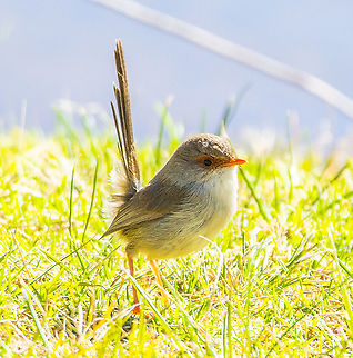Superb Fairy Wren Female  Australia,Fall,Geotagged,Malurus cyaneus,Superb Fairywren