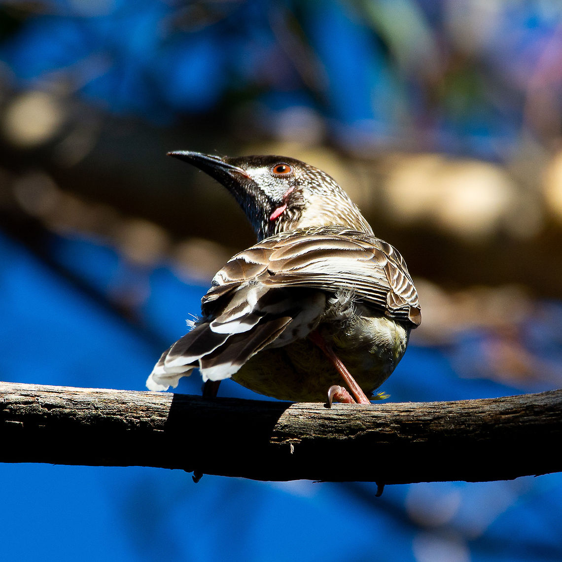 Vigilance The Red Wattlebird is a large, noisy honeyeater. The common name refers to the fleshy reddish wattle on the side of the neck. The plumage is grey-brown on the body, with prominent white streaks and yellow on the belly. The face is pale and the tail is long with a white-tip. Young Red Wattlebirds are duller than the adult and have a brown, rather than reddish, eye. The wattle is also very small and pale.<br />
<br />
ttps://www.birdsinbackyards.net/species/Anthochaera-carunculata Anthochaera carunculata,Australia,Fall,Geotagged,Red Wattl,Red wattlebird,Vanellus indicus