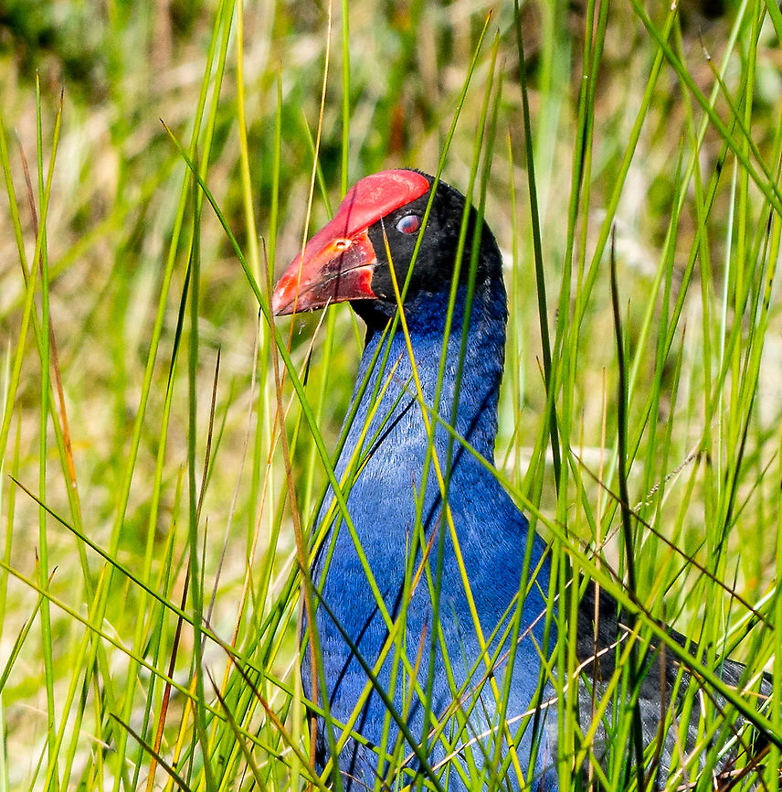 Hen in the Swamp  Australasian swamphen,Australia,Fall,Geotagged,Porphyrio melanotus