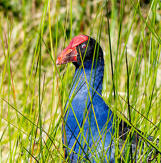Hen in the Swamp  Australasian swamphen,Australia,Fall,Geotagged,Porphyrio melanotus