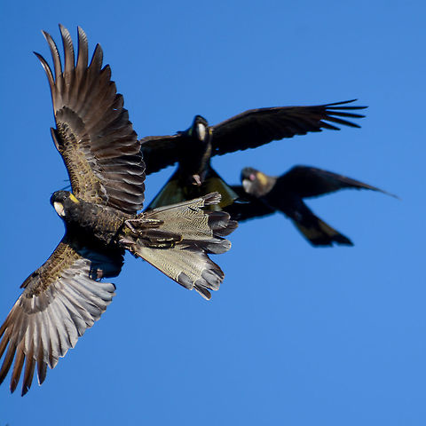 Stacked for Landing - Zanda funerea  Australia,Fall,Geotagged,Yellow-tailed black cockatoo,Zanda funerea