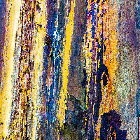 Snowgum Bark - Eucalyptus pauciflora The colours of nature are somewhat suprising Australia,Eucalyptus pauciflora,Fall,Geotagged,Snow gum