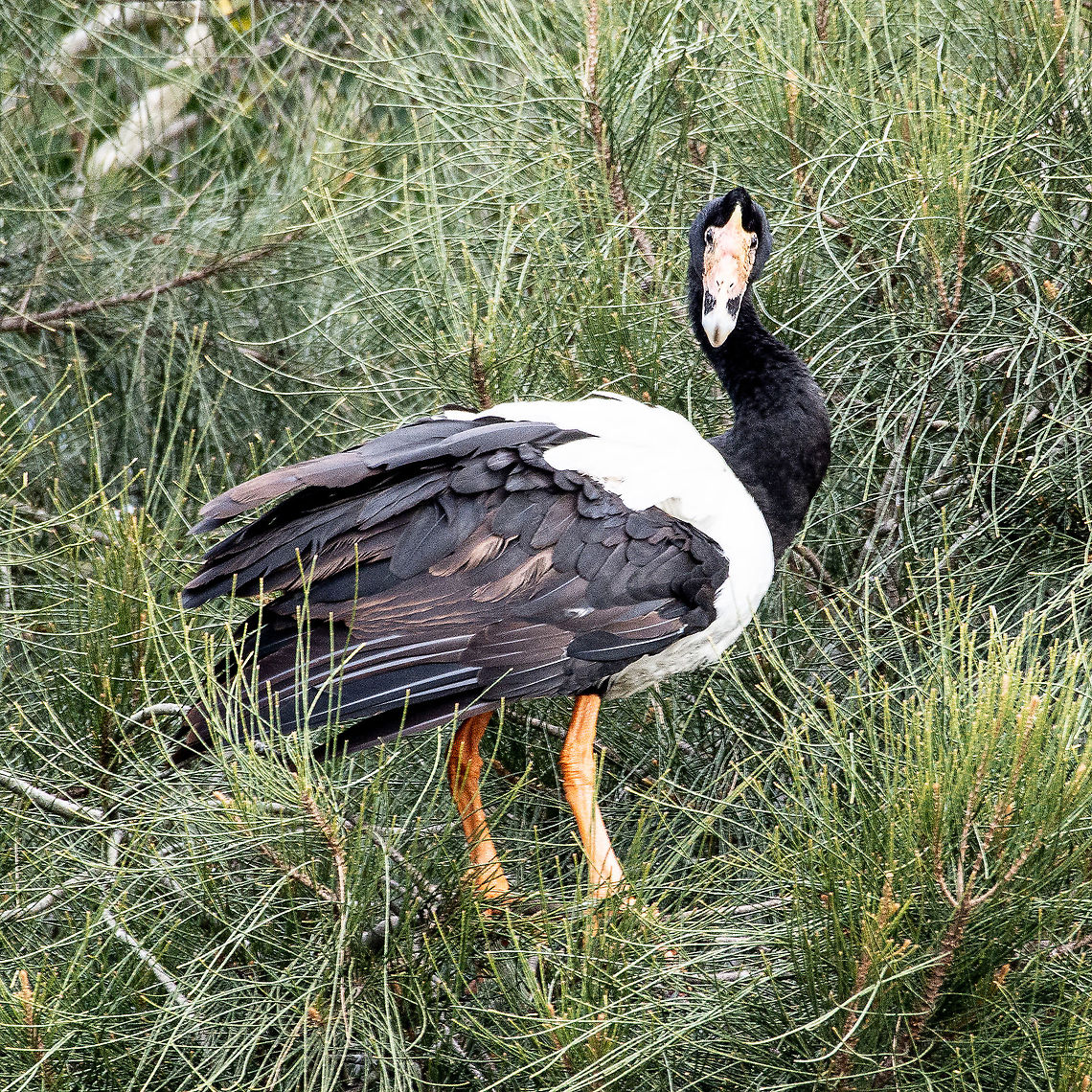 Magpie Goose  Anseranas semipalmata,Australia,Fall,Geotagged,magpie goose