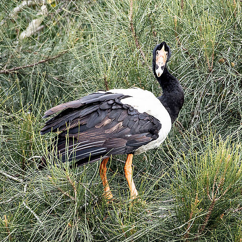 Magpie Goose  Anseranas semipalmata,Australia,Fall,Geotagged,magpie goose