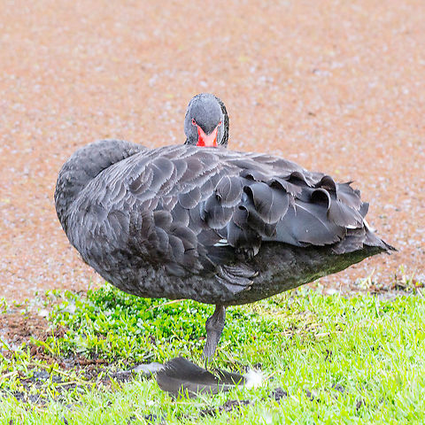 Black Swan - A little shy?  Australia,Black Swan,Cygnus atratus,Fall,Geotagged