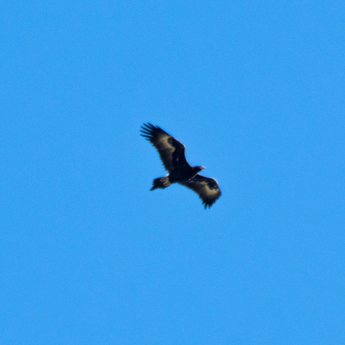 Wedge-tailed Eagle - Soaring very high above mountain ridges  Aquila audax,Australia,Fall,Geotagged,Wedge-tailed eag