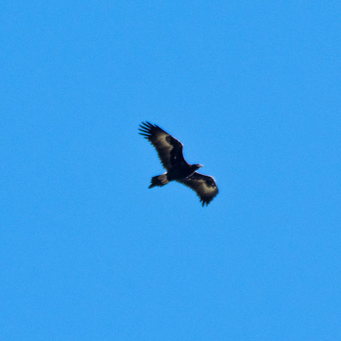 Wedge-tailed Eagle - Soaring very high above mountain ridges  Aquila audax,Australia,Fall,Geotagged,Wedge-tailed eag