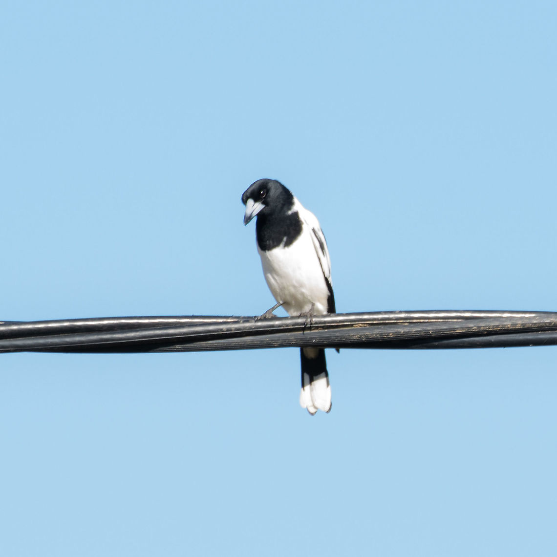 Pied Butcherbird - Cracticus nigrogularis  Australia,Cracticus nigrogularis,Fall,Geotagged,Pied butcherbird