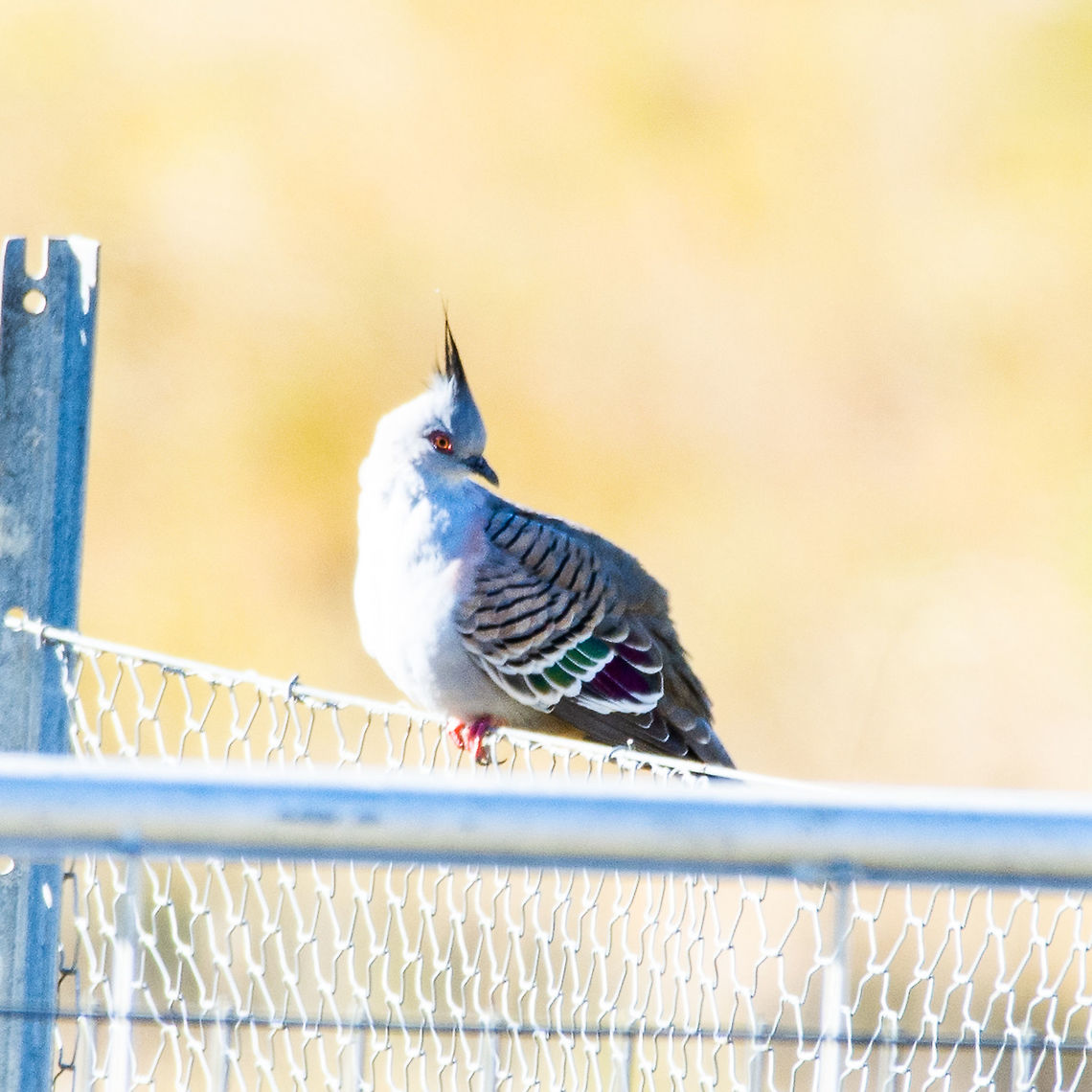 Topknot/Crested Pigeon - Ocyphaps lophotes  Australia,Crested pigeon,Fall,Geotagged,Lopholaimus antarcticus,Ocyphaps lophotes,Topknot pigeon