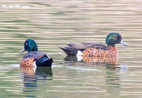 Chestnut Teal Male - Anas castanea  Anas castanea,Australia,Chestnut teal,Fall,Geotagged