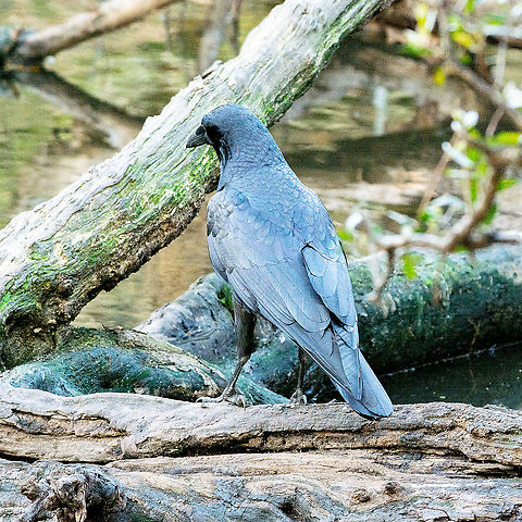 Grey Currawong - Strepera versicolor  Australia,Black-faced cuckooshrike,Coracina novaehollandiae,Fall,Geotagged,Grey currawong,Strepera versicolor
