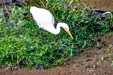 Intermediate Egret  Australia,Fall,Geotagged,Intermediate egret,Mesophoyx intermedia