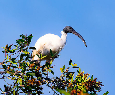 Australian White Ibis - Threskiornis molucca Quite a noble bird in a wetland setting but in Australia it is a pest in urban areas. It is colloquially known as a bin chicken because of its scavenging activities. Australia,Australian White Ibis,Fall,Geotagged,Threskiornis molucca
