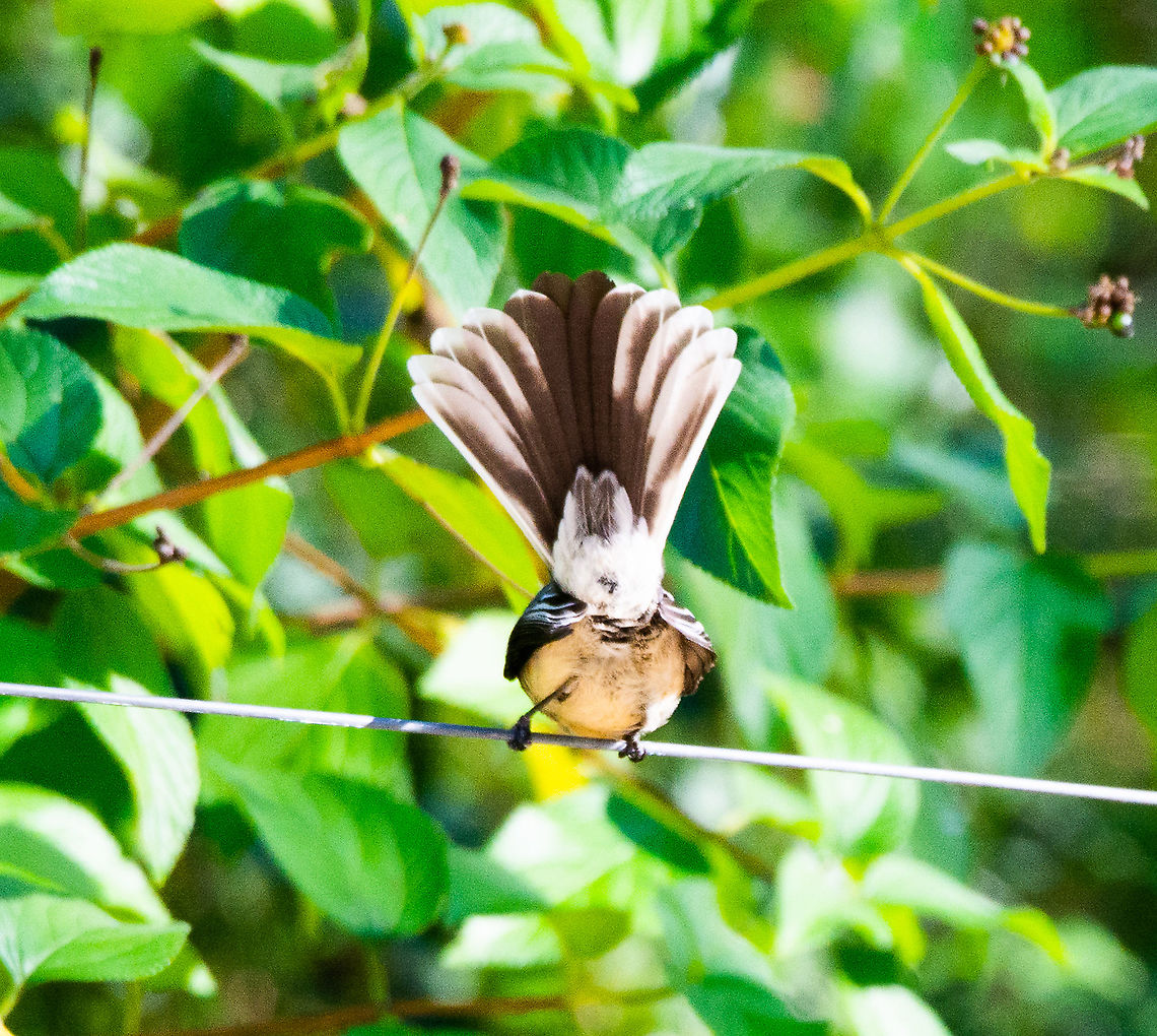 Bottoms Up  - Willie Wagtail  Australia,Fall,Geotagged,Rhipidura leucophrys,Willie Wagtail
