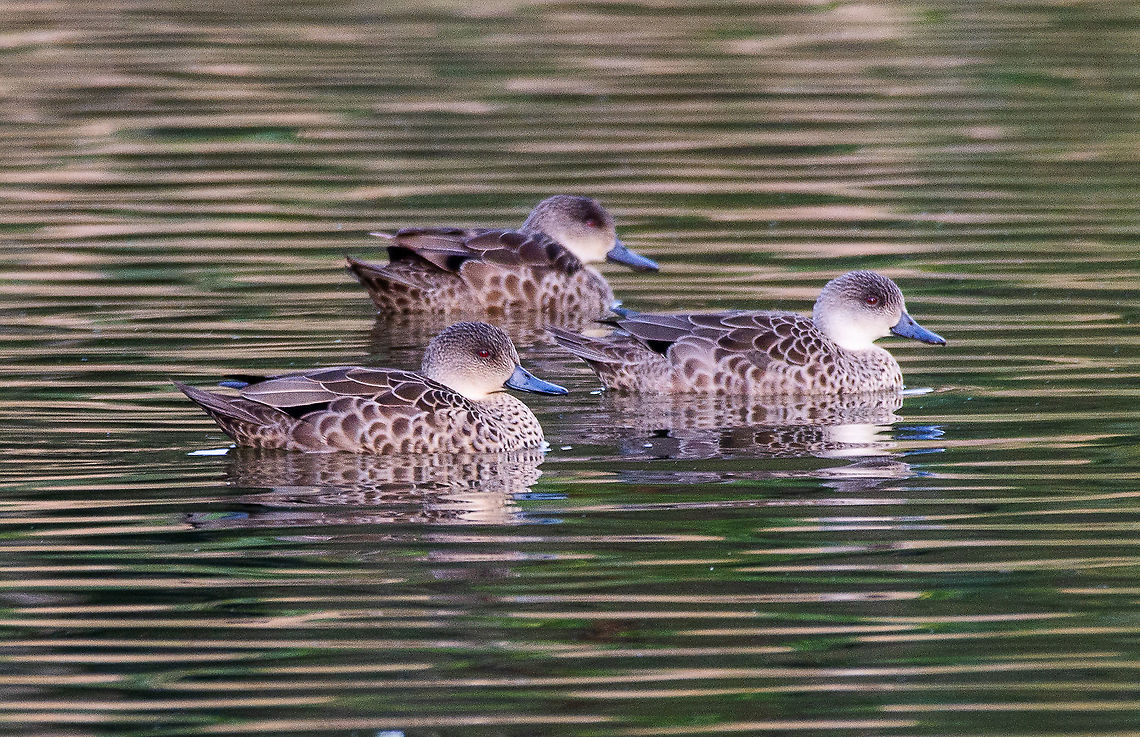 Chestnut Teal female - Anas castanea The Chestnut Teal is a small dabbling duck with a high forehead and rounded head. Males are distinctive, having a glossy green head, chestnut brown neck, breast and flanks, dark brown upper body and wings, and a black undertail with contrasting white patch. Females are mottled dark brown and grey, with a pale throat streaked brown and a dark eye stripe. In both sexes the eye is a deep red, the bill is blue-grey and the legs and feet are green-grey. The wings have a dark glossy green to purple speculum (panel) edged white and the underwing is brown, with white wing pits.<br />
<br />
<a href="https://australian.museum/learn/animals/birds/chestnut-teal/" rel="nofollow">https://australian.museum/learn/animals/birds/chestnut-teal/</a> Anas castanea,Australia,Chestnut teal,Fall,Geotagged