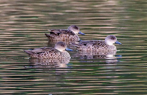 Chestnut Teal female - Anas castanea The Chestnut Teal is a small dabbling duck with a high forehead and rounded head. Males are distinctive, having a glossy green head, chestnut brown neck, breast and flanks, dark brown upper body and wings, and a black undertail with contrasting white patch. Females are mottled dark brown and grey, with a pale throat streaked brown and a dark eye stripe. In both sexes the eye is a deep red, the bill is blue-grey and the legs and feet are green-grey. The wings have a dark glossy green to purple speculum (panel) edged white and the underwing is brown, with white wing pits.

https://australian.museum/learn/animals/birds/chestnut-teal/ Anas castanea,Australia,Chestnut teal,Fall,Geotagged