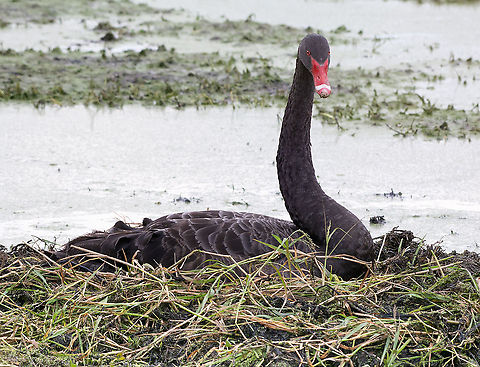 Black Swan Nesting - Cygnus atratus  Australia,Black Swan,Cygnus atratus,Fall,Geotagged