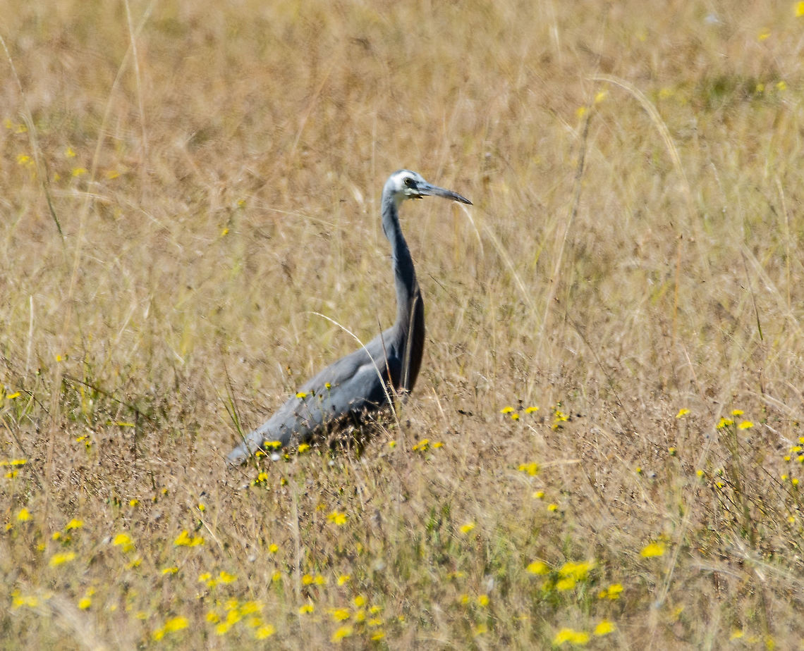 White-Faced Heron - Egretta novaehollandiae  Australia,Egretta novaehollandiae,Fall,Geotagged,White-faced Heron