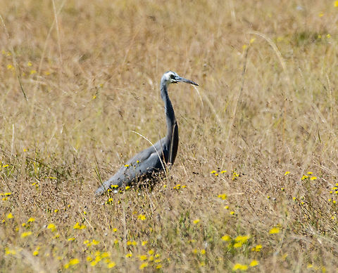 White-Faced Heron - Egretta novaehollandiae  Australia,Egretta novaehollandiae,Fall,Geotagged,White-faced Heron