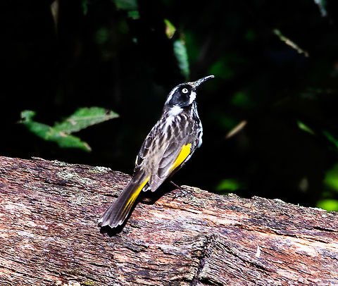 New Holland Honeyeater - Phylidonyris novaehollandiae  Australia,Fall,Geotagged,New Holland honeyeater,Phylidonyris novaehollandiae