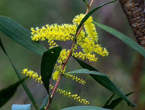 Sydney Golden Wattle - Acacia Longifolia  Acacia longifolia,Australia,Fall,Geotagged,Golden Wattle