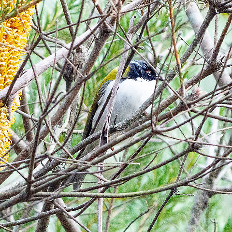 White-naped Honeyeater - Melithreptus lunatus  Australia,Fall,Geotagged,Melithreptus lunatus,White-naped honeyeater