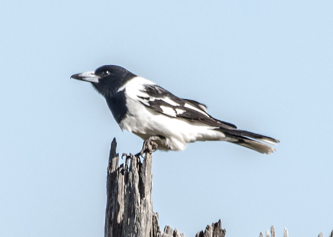 Pied Butcher Bird - Cracticus nigrogularis This quite noble bird was quite a long way away and was sweeping into the paddocks looking for or capturing food.<br />
The whites were vivid and the blacks very black. Australia,Cracticus nigrogularis,Fall,Geotagged,Pied butcherbird