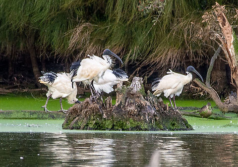 White Ibis  Australia,Australian White Ibis,Fall,Geotagged,Spring,Threskiornis molucca