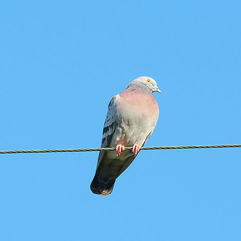 Rock Dove - Columba livia domestica  Australia,Columba livia,Columba livia domestica,Domestic Rock Pigeon,Fall,Geotagged,Rock dove