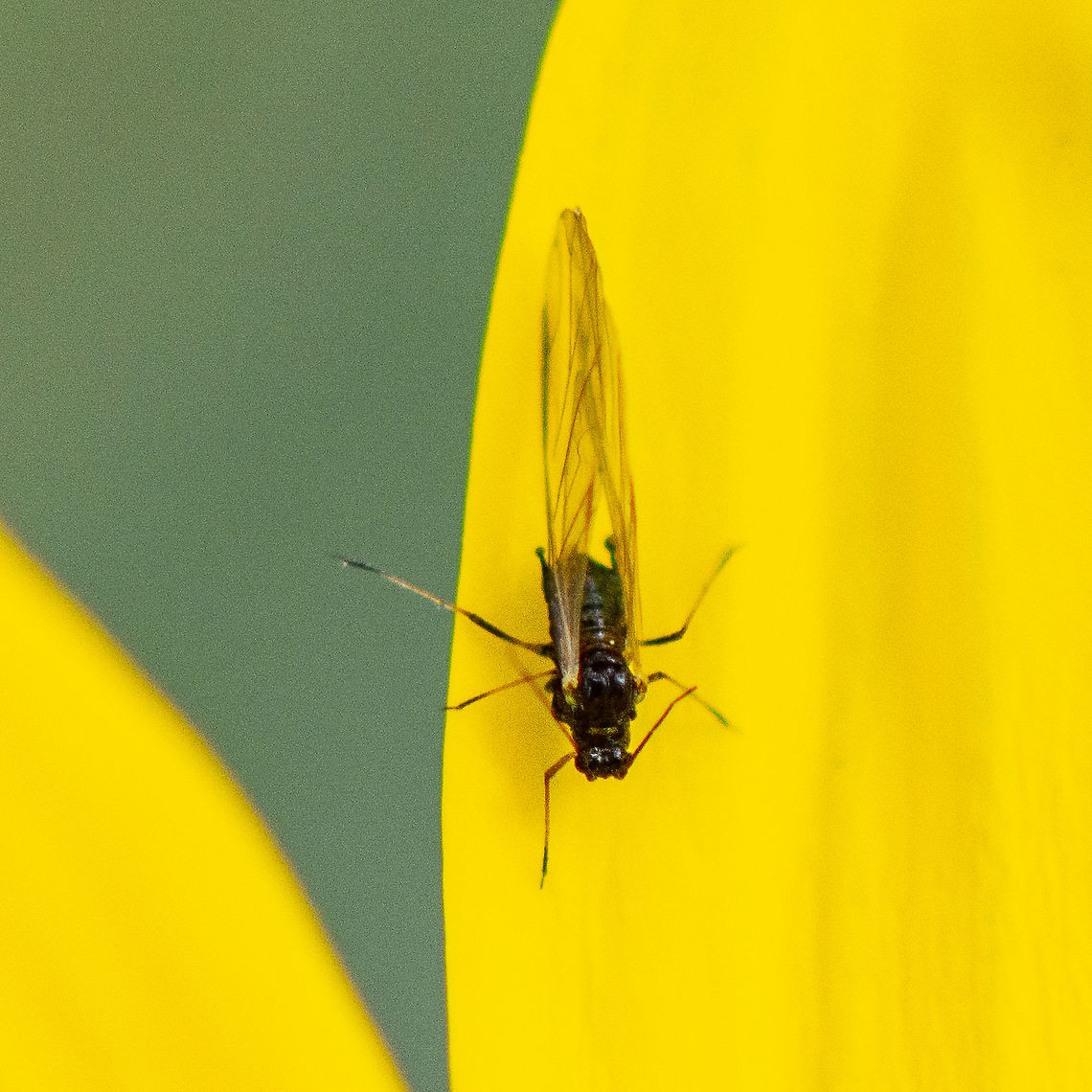 Aphid -  Tuberolachnus salignus ?  Australia,Fall,Geotagged,Giant Willow Aphid,Tuberolachnus salignus