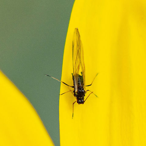 Aphid -  Tuberolachnus salignus ?  Australia,Fall,Geotagged,Giant Willow Aphid,Tuberolachnus salignus