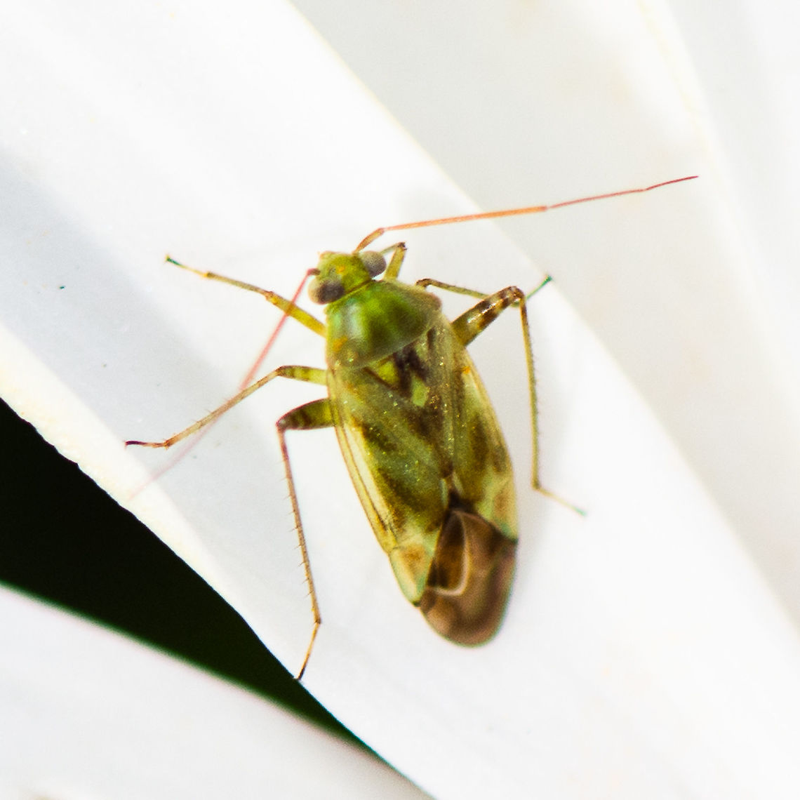 Green mirid  Australia,Creontiades dilutus,Fall,Geotagged,Green mirid