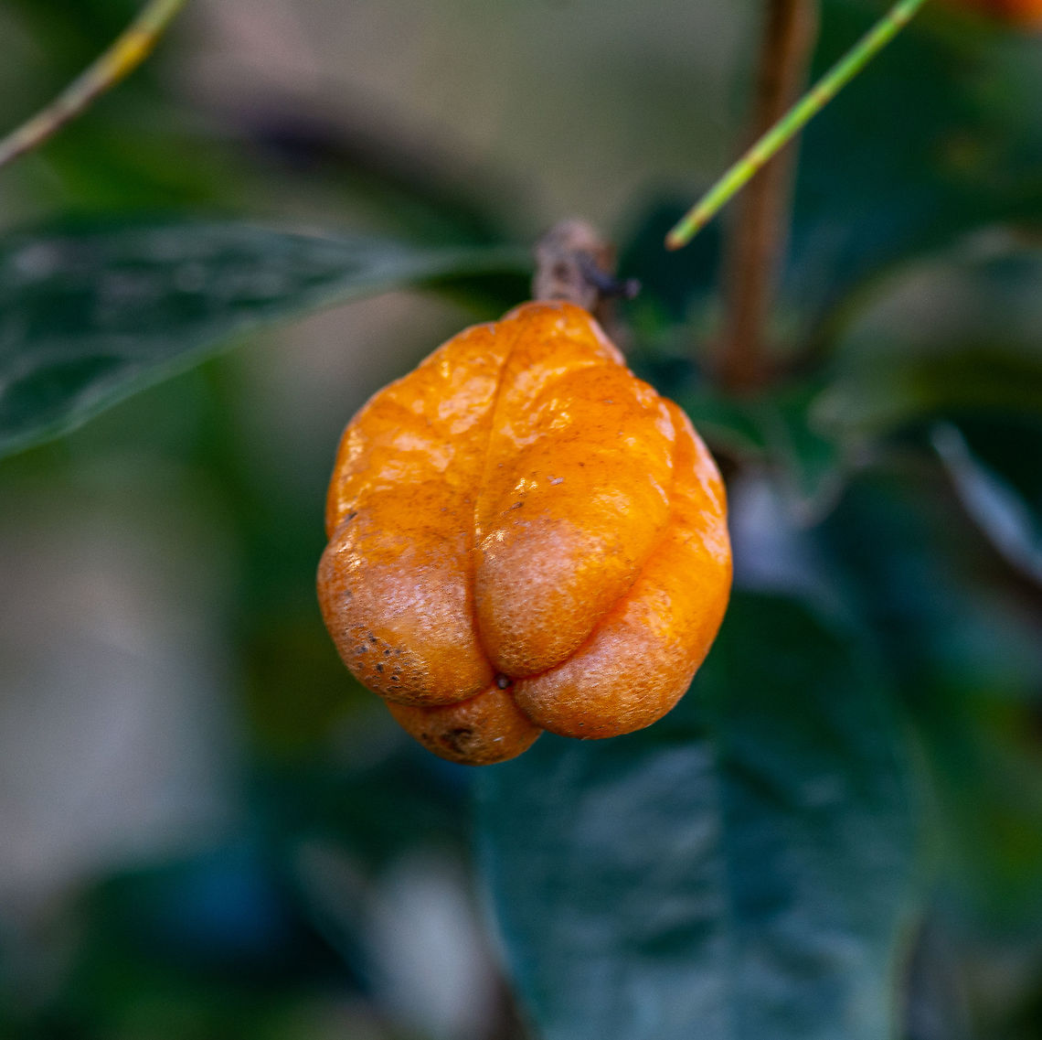 Pittosporum revolutum  Australia,Fall,Geotagged,Pittosporum revolutum