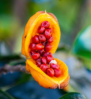 Pittosporum revolutum Endemic to Australia, occurs in NEQ, CEQ and southwards to Victoria. Altitudinal range from near sea level to 1100 m. Usually grows in open forest but can grow in and on the margins of some of the drier types of rain forest.

http://www.canbr.gov.au/cpbr/cd-keys/RFK7/key/RFK7/Media/Html/entities/Pittosporum_revolutum.htm Australia,Fall,Geotagged,Pittosporum revolutum