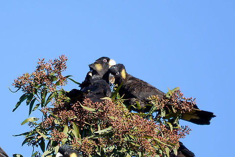 Sharing A Secret - Yellow-Tailed Black Cockatoo  Australia,Calyptorhynchus funereus,Fall,Geotagged,Yellow-tailed black cockatoo