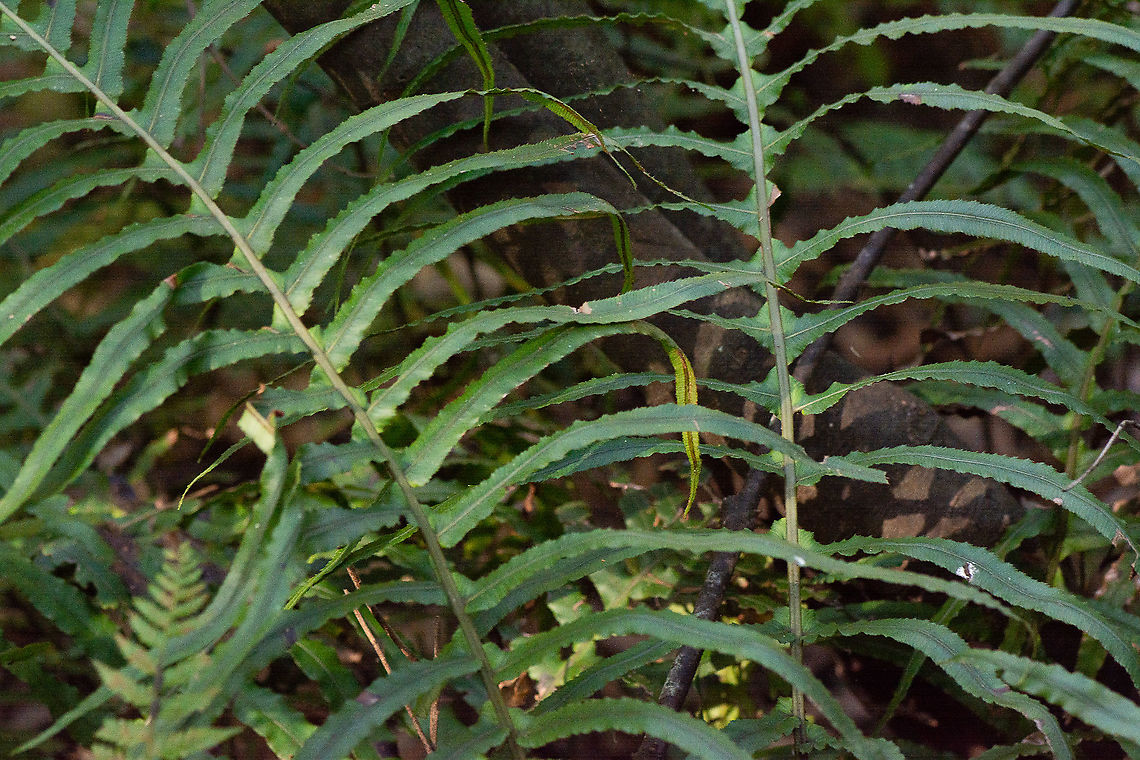 Blechnum nudum - Fishbone Water Fern  Australia,Fall,Fishbone water fern,Geotagged,Lomaria nuda