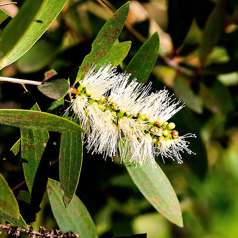 Callistemon  Australia,Fall,Geotagged,Melaleuca paludicola,River bottlebrush