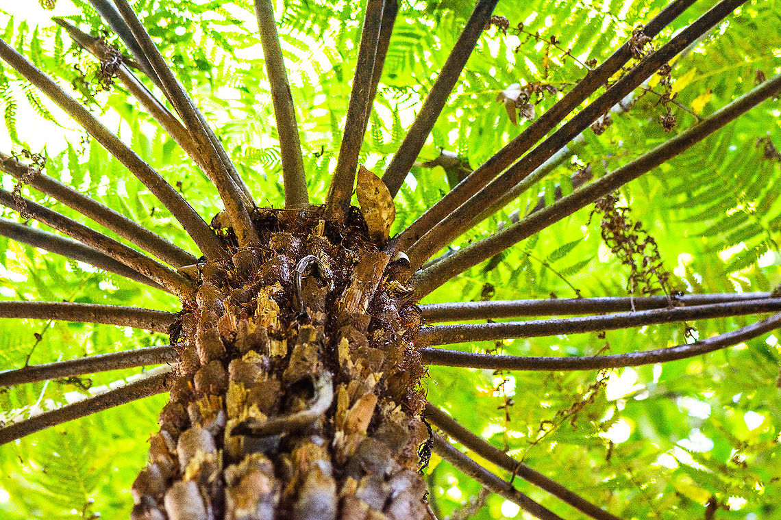 Tree Fern  Australia,Australian Tree Fern,Fall,Geotagged,Sphaeropteris cooperi