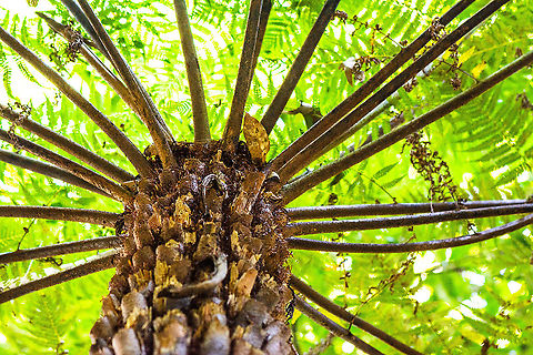 Tree Fern  Australia,Australian Tree Fern,Fall,Geotagged,Sphaeropteris cooperi