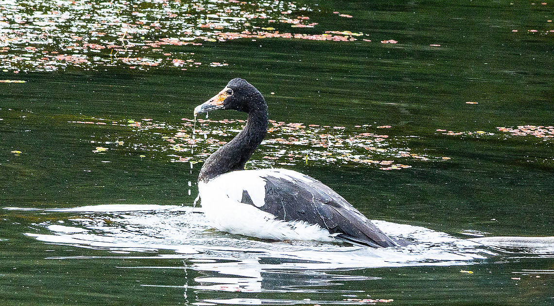 Magpie Goose  Anseranas semipalmata,Australia,Fall,Geotagged,magpie goose