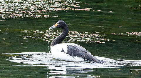 Magpie Goose  Anseranas semipalmata,Australia,Fall,Geotagged,magpie goose