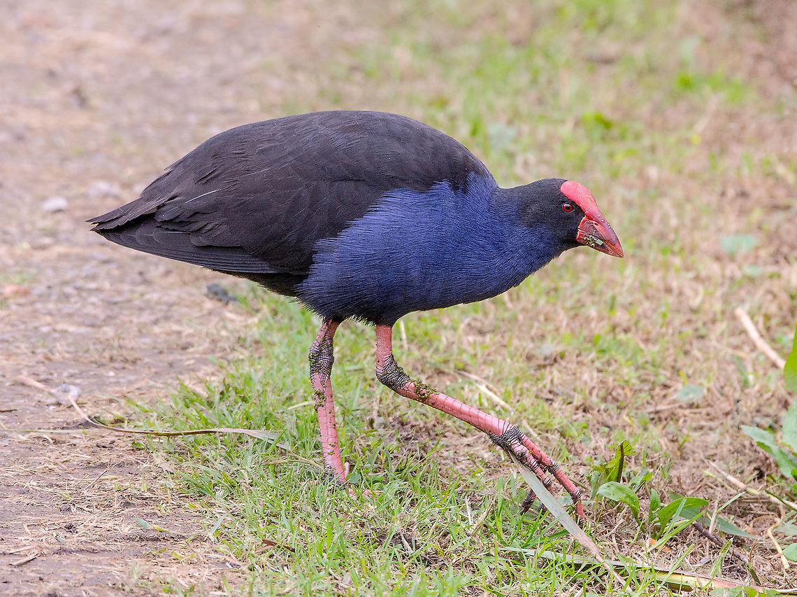 Swamp Hen  Australasian swamphen,Australia,Fall,Geotagged,Porphyrio melanotus