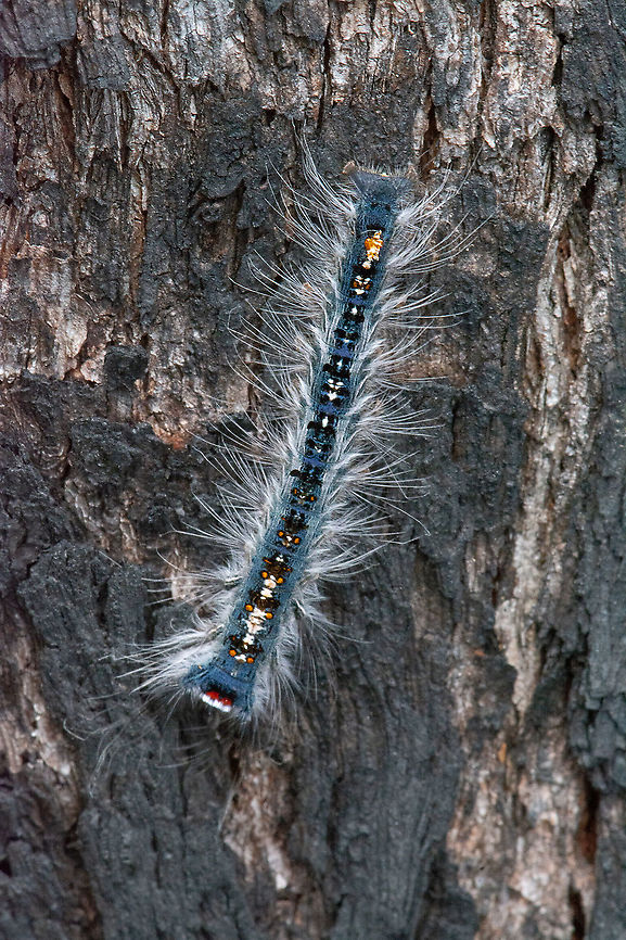 Hairy Caterpillar - Still seeking  Australia,Fall,Geotagged,Gypsy moth,Lymantria dispar