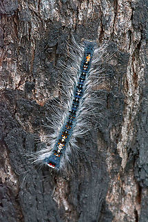 Hairy Caterpillar - Still seeking  Australia,Fall,Geotagged,Gypsy moth,Lymantria dispar