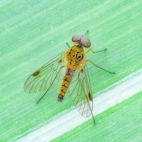 Golden Snipe Fly - Chrysopilus iani  Australia,Chrysopilus iani,Geotagged,Golden Snipe Fly,Summer