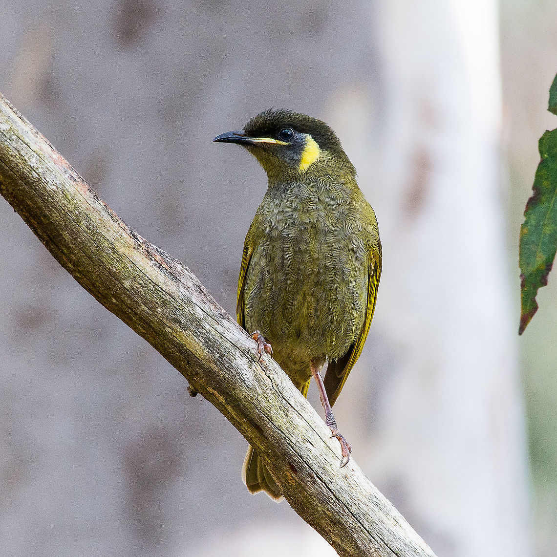 Lewin's Honeyeater - Meliphaga Lewinii <section class="video"><iframe width="448" height="282" src="https://www.youtube-nocookie.com/embed/LvTWdtM5rjU?hd=1&autoplay=0&rel=0" frameborder="0" allowfullscreen></iframe></section> Australia,Fall,Geotagged,Lewins honeyeater,Meliphaga lewinii,Meliphaga notata,Yellow-spotted honeyeater