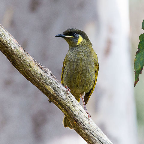 Lewin's Honeyeater - Meliphaga Lewinii https://youtu.be/LvTWdtM5rjU Australia,Fall,Geotagged,Lewins honeyeater,Meliphaga lewinii,Meliphaga notata,Yellow-spotted honeyeater